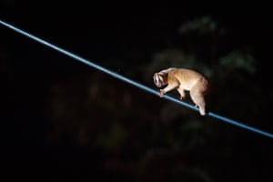 A slow loris on one of the pipe bridges.