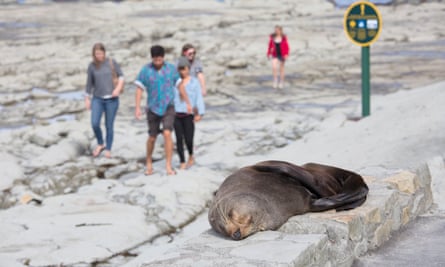 A tourist walks near a sleepy fur seal in Canterbury, South Island.