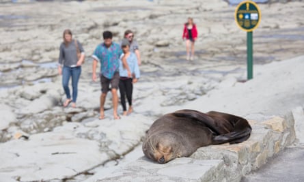 Tourists walks near a sleepy fur seal in Canterbury, on the South Island.