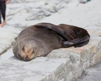 Sleepy fur seal (Arctocephalus forsteri), KaikouraNew Zealand fur seal (Arctocephalus forsteri) (aka southern fur seal, long-nosed fur seal, kekeno) asleep on wall, oblivious to passing tourists, Point Kean, Kaikoura, Kaikoura District, Canterbury, South Island, New Zealand, Oceania