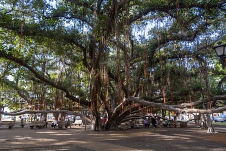 Banyan tree before Maui wildfires.