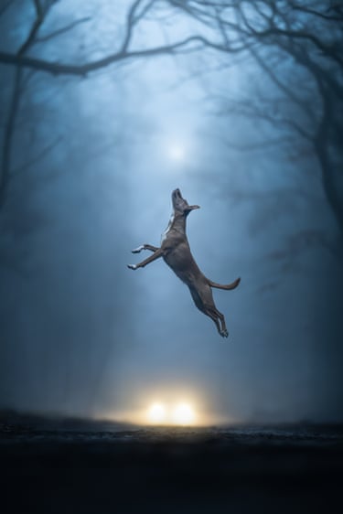 A dog leaps into the air in low light