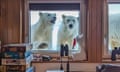 Polar bears looking in from outside with their noses pressed up against the glass