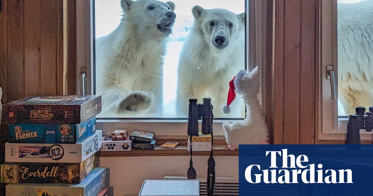 ‘Wonderful experience’: Researcher’s close encounter with Svalbard polar bears | Animals