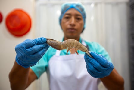 A woman in a blue plastic hairnet and blue gloves and wearing an apron holds up a shrimp