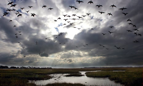 Migrating birds fly into Pagham Harbour near Chichester