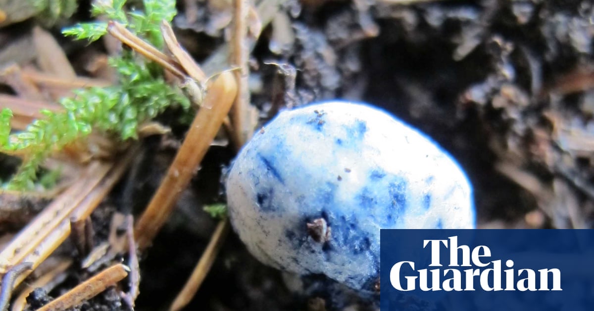 Rare truffle find in Scottish spruce forest sends fungi experts on alien species hunt | Scotland
