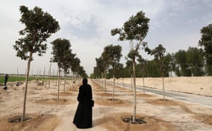 A woman looks at trees planted at the supreme committee for delivery and legacy tree nursery in Doha.