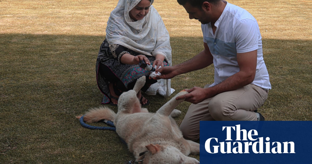 Cats, dogs and Musy the donkey: welcome to Kashmir’s first animal rescue centre