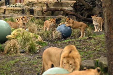 Lion cubs play with balls in their enclosure at Taronga zoo
