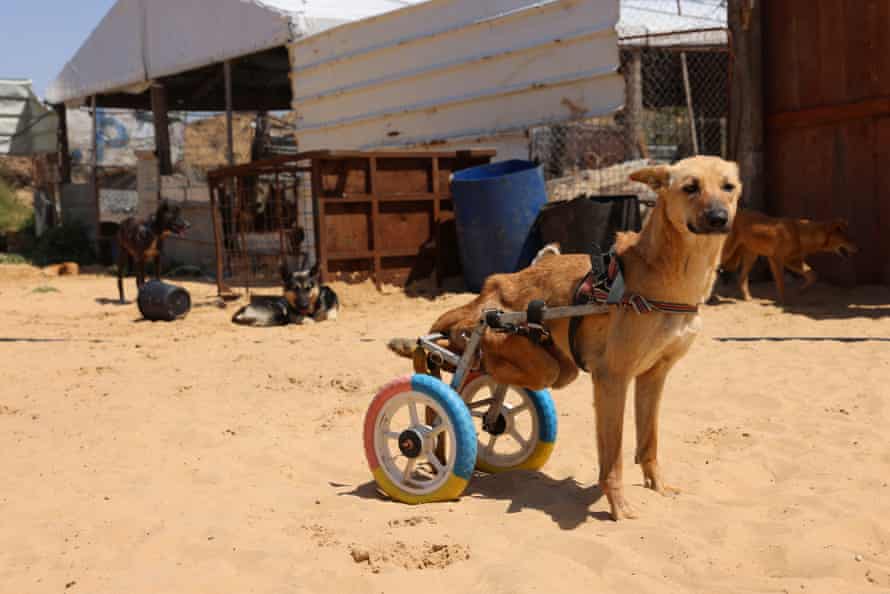 Lucy, a dog who was paralyzed when a car ran over her hind legs, uses wheels strapped to her back to get around again