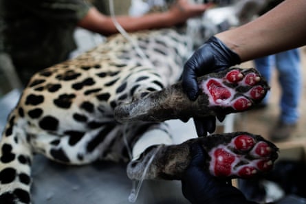 A female jaguar injured in the Pantanal wetland fires is treated at the Nex Institute, Corumbá de Goiás.