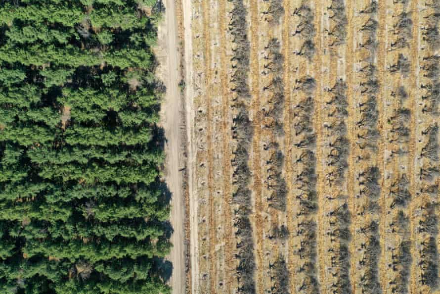 Rows of almond trees sit on the ground during an orchard removal project in Snelling, California in May.