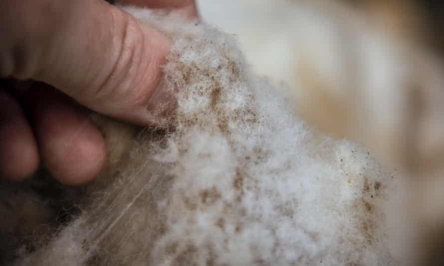 Planet Protector Packaging is trying to replace polystyrene with waste wool from sheep in Australia and New Zealand.