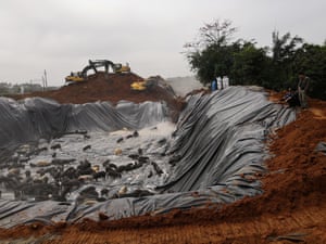 Pigs about to be buried alive in a pit after an outbreak of African swine fever in Guangxi, in February 2019.