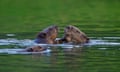 Close up of three beavers swimming in a river