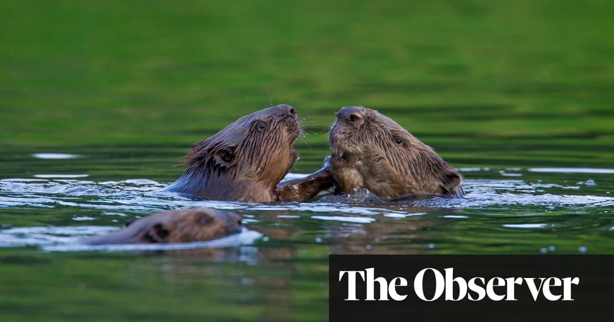 Abandoned lynx, roaming wild boar, beaver bombing  has rewilding got out of hand? - Rewilding