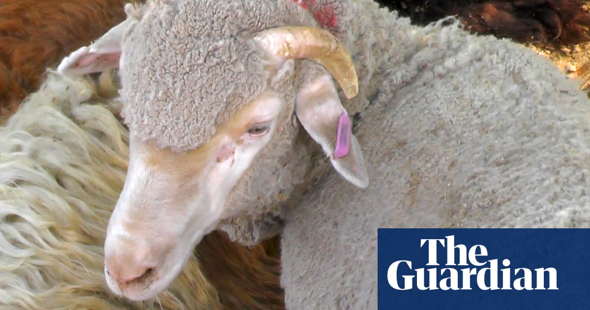 Live export ship banned from leaving dock unless welfare conditions met