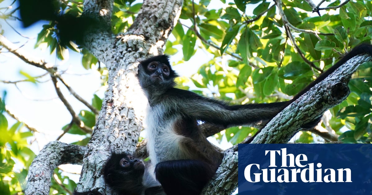 Spider monkeys found to share insider knowledge' to help locate best food