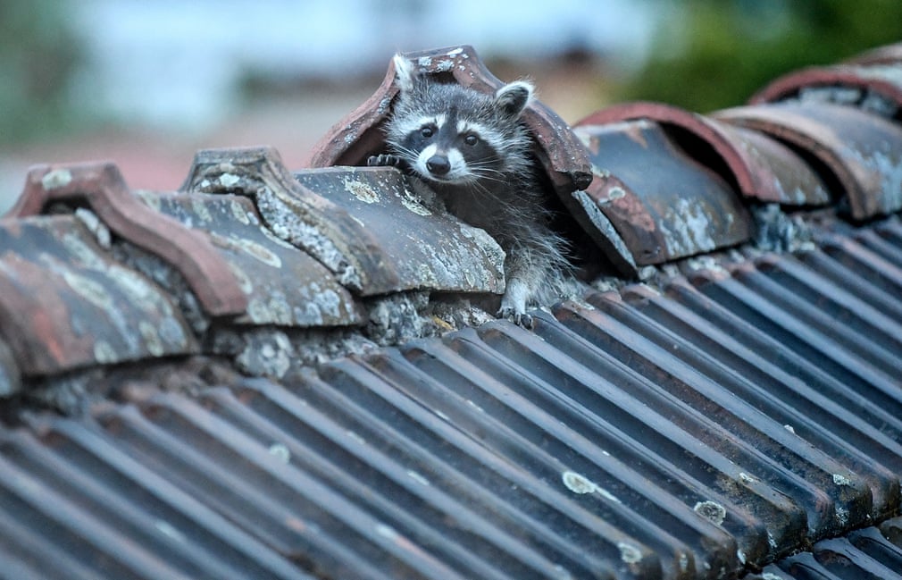 The Week in Wildlife. 2001