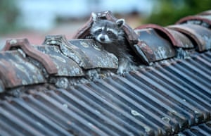 Raccoon on the roof