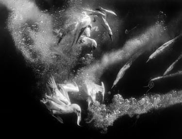 Underwater black and white image of gannets diving and chasing fish amid swirling bubbles