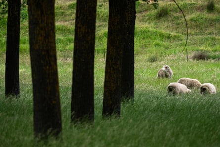 Sheep graze in the willow grove at Cricket Willow