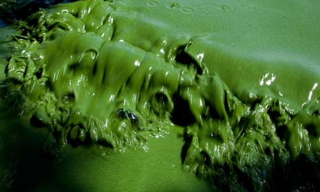 Toxic green algae in the Copco Reservoir in Northern California, US