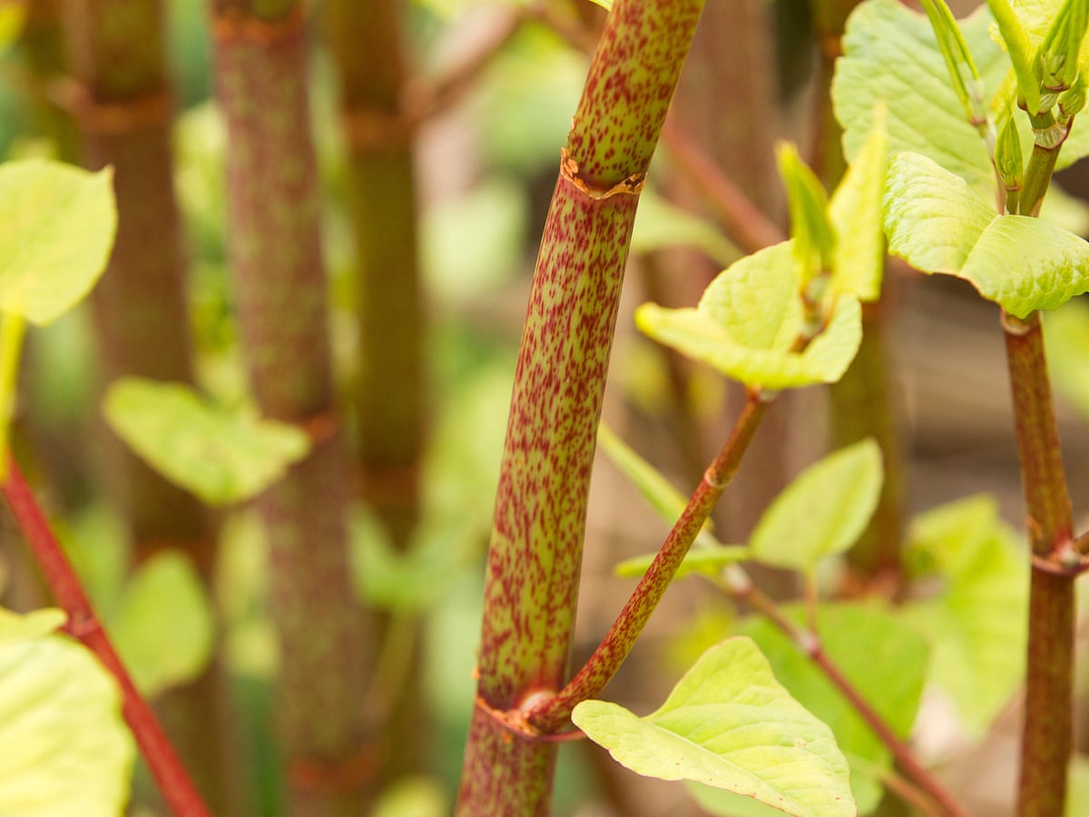 Gardens Plagued By Knotweed Eat It Gardening Advice The Guardian Gardens Plagued By Knotweed Eat It Gardening Advice The Guardian
