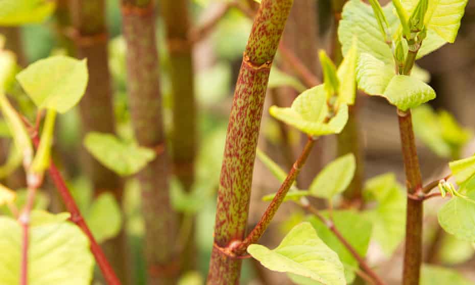 Looks like it, cooks like it: pretty young shoots of pink Japanese knotweed resemble rhubarb and go nicely in a crumble.