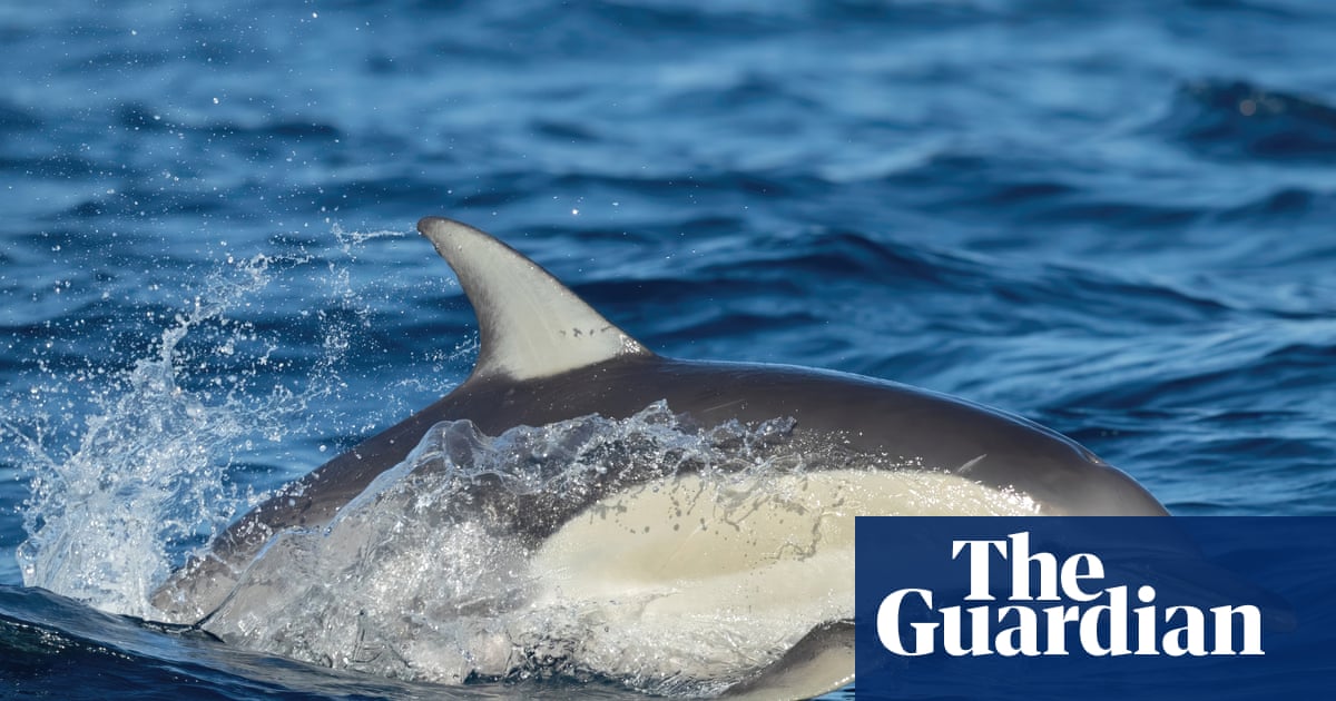 Bird Flu Detected in South African Dolphin