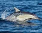 Dolphin dies from H5 bird flu in SA as researchers withdrawn from sub-Antarctic island over ‘psychosocial risk’