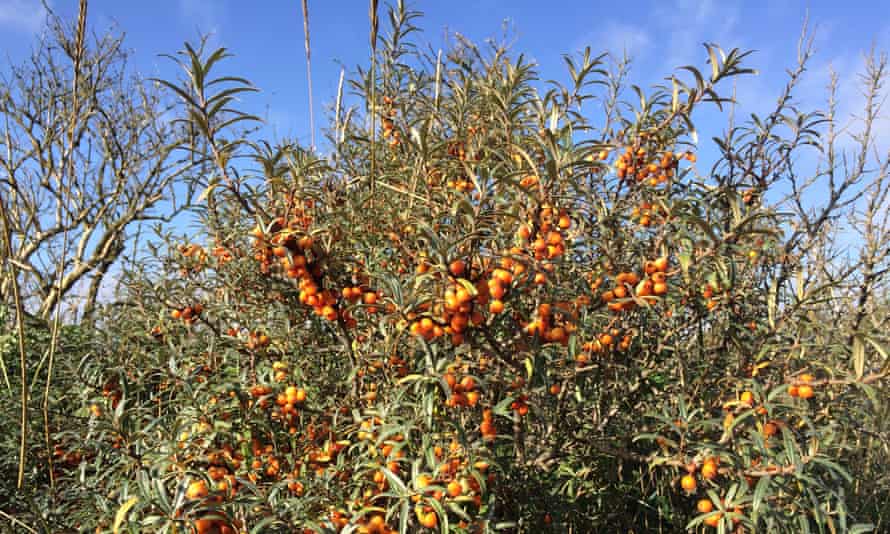 Sea buckthorn lends and orange glow to much of this coast