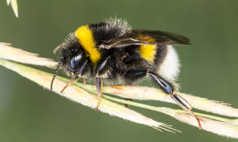 A buff-tailed bumblebee. The bee’s electrostatic charges help attract pollen grains.