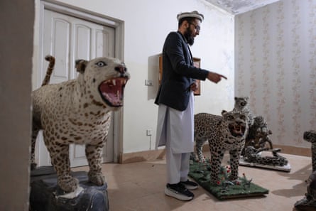A man points at a taxidermy leopard.
