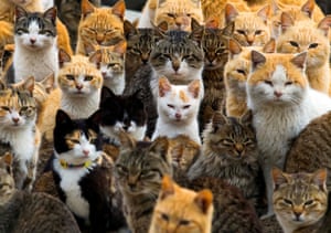 Cats crowd the harbour on Aoshima Island in the Ehime prefecture in southern Japan February 25, 2015. An army of cats rules the remote island in southern Japan, curling up in abandoned houses or strutting about in a fishing village that is overrun with felines outnumbering humans six to one.