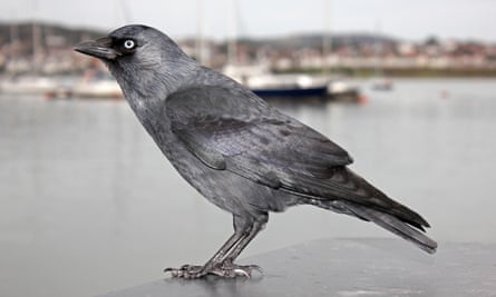 Jackdaw in Conwy harbour, Wales