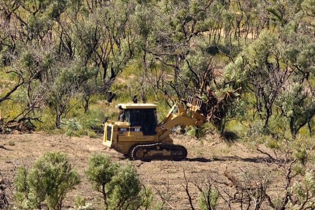 Death by a thousand cuts: the familiar patterns behind Australia's land-clearing crisis | Environment | The Guardian