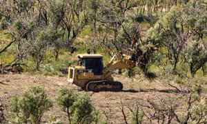 The NSW government gave permission to clear over 7,000 hectares of native vegetation in 2015-16, the last year figures are available. 