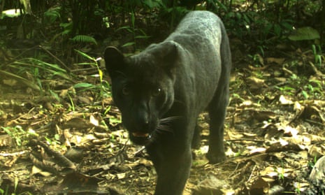 A melanistic leopard caught on camera trap in peninsular Malaysia where such “black panthers” are more common than spotted. 