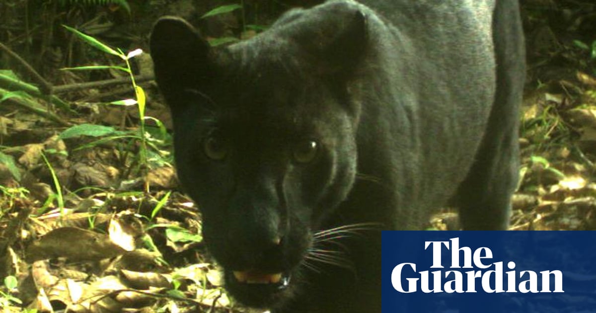 Another big predator in Southeast Asia faces extinction | Environment | The  Guardian