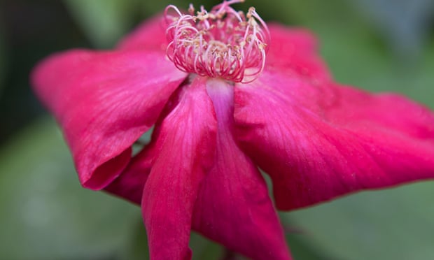 Close-up of a bright pink Bengal rose