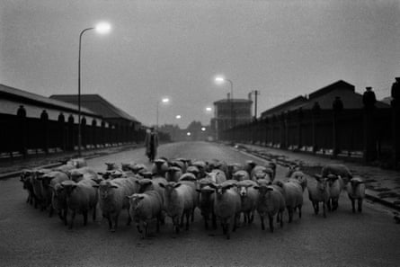 Sheep going to slaughter near Caledonian Road in London in 1965.