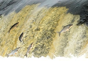 Peixes saltam de uma cachoeira no Rio Venta, Kuldīga, Letônia. A cada primavera, o vimba salta sobre a cachoeira Venta Rapid, de dois metros de altura, para subir aos rios para se reproduzir.