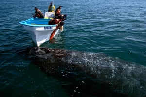 Turistas avistam uma baleia cinza na lagoa Ojo de Liebre