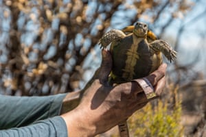 Two weeks after a fire ravaged 7,000 hectares (17,290 acres) in the Var Nature Reserve, France, scientists and volunteers try to save Hermann's tortoise, a rare and protected species