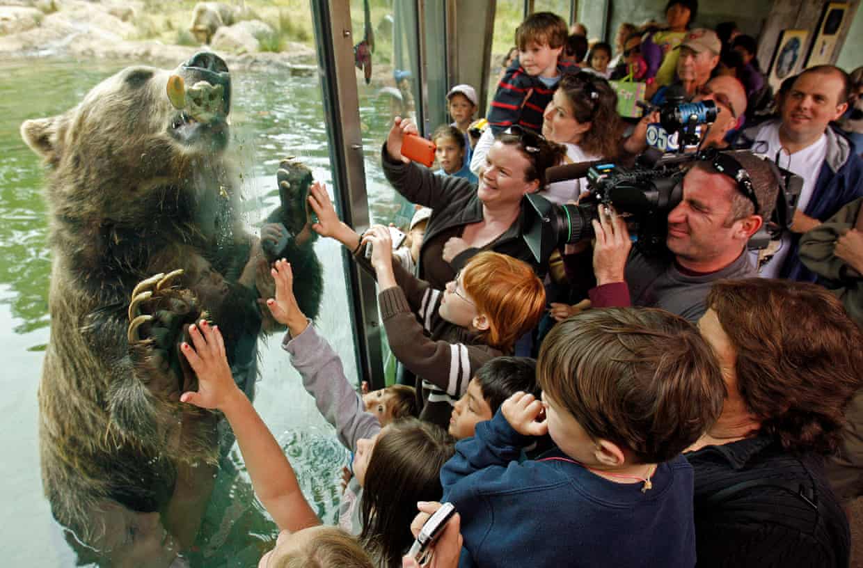 A grizzly bear comeback in California? An old dream gets new legs