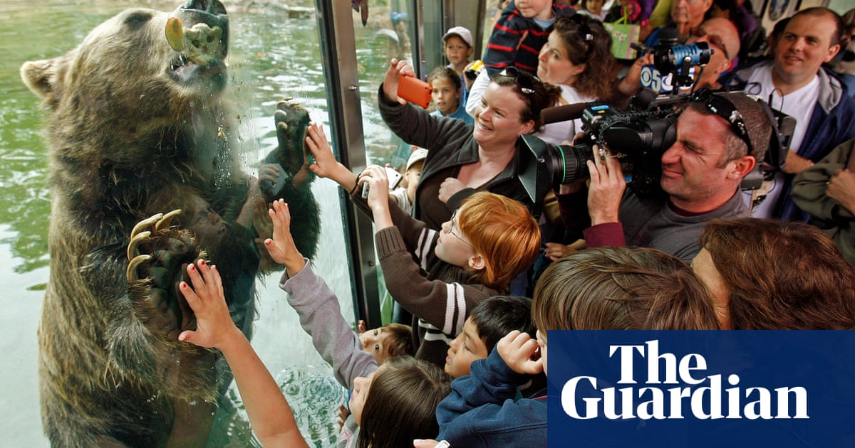 A grizzly bear comeback in California? An old dream gets new legs