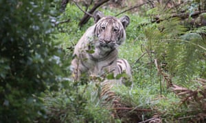 A rare ‘pale tiger’ discovered in the wilds of Tamil Nadu state in India.