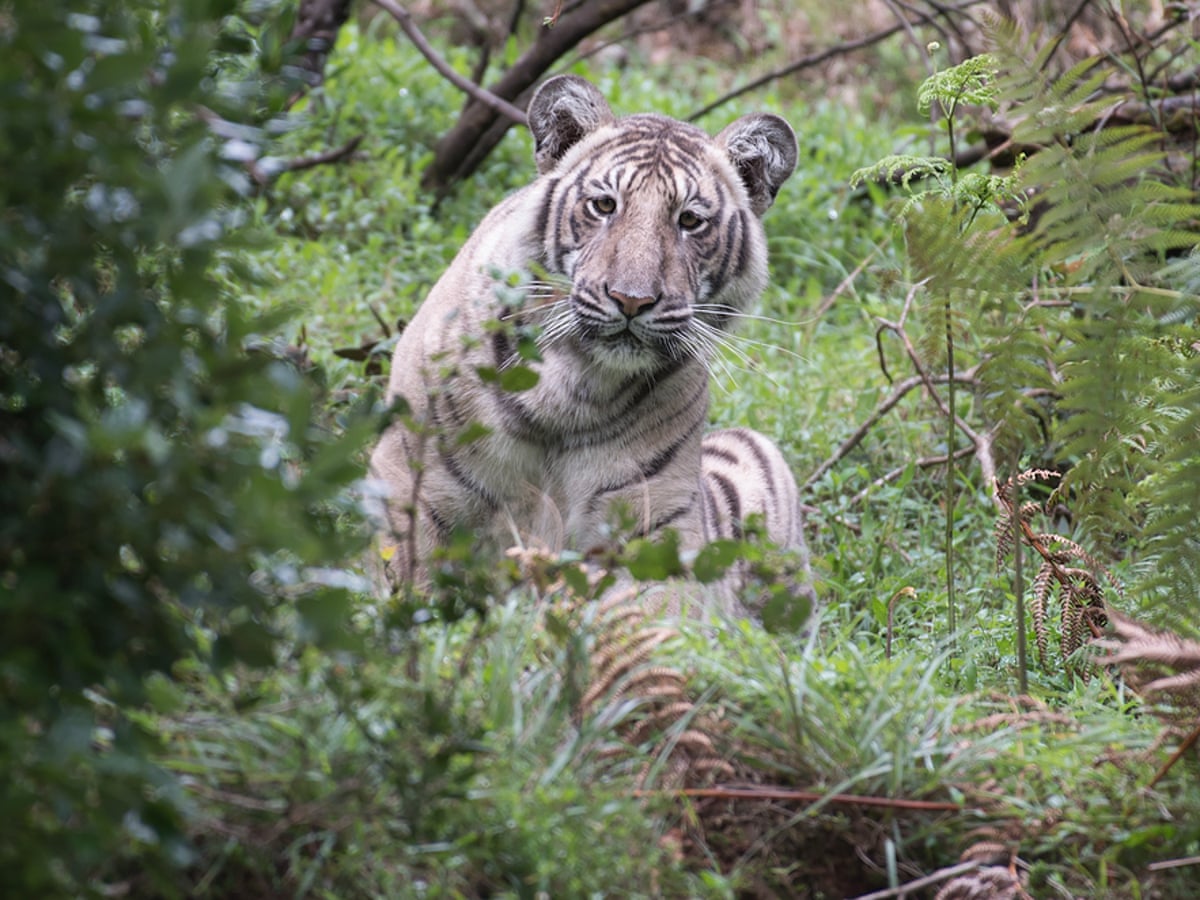Exceptionally rare 'pale tiger' photographed in the wild | India | The Guardian